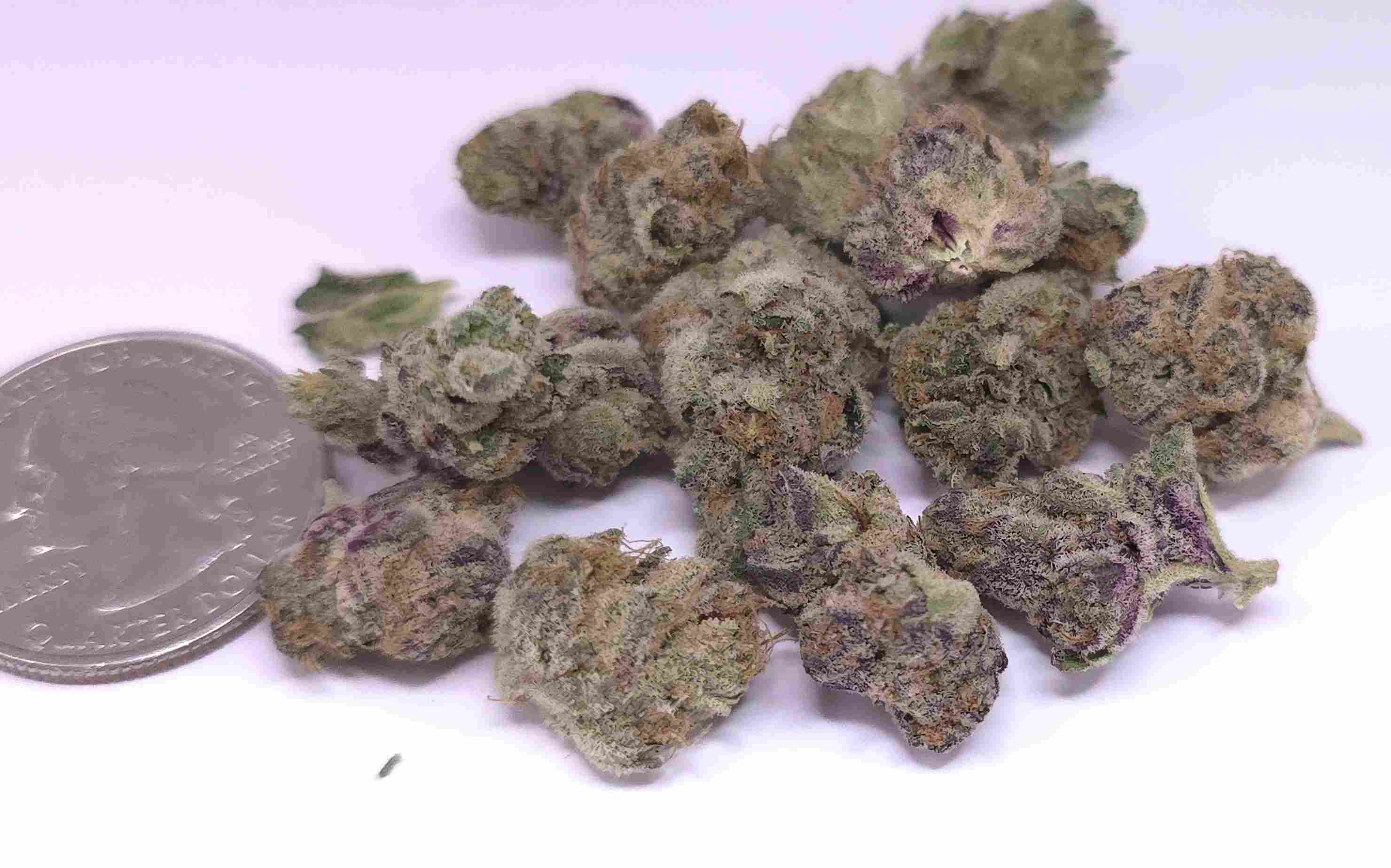 Garlic Cookies MICRO / SMALLS