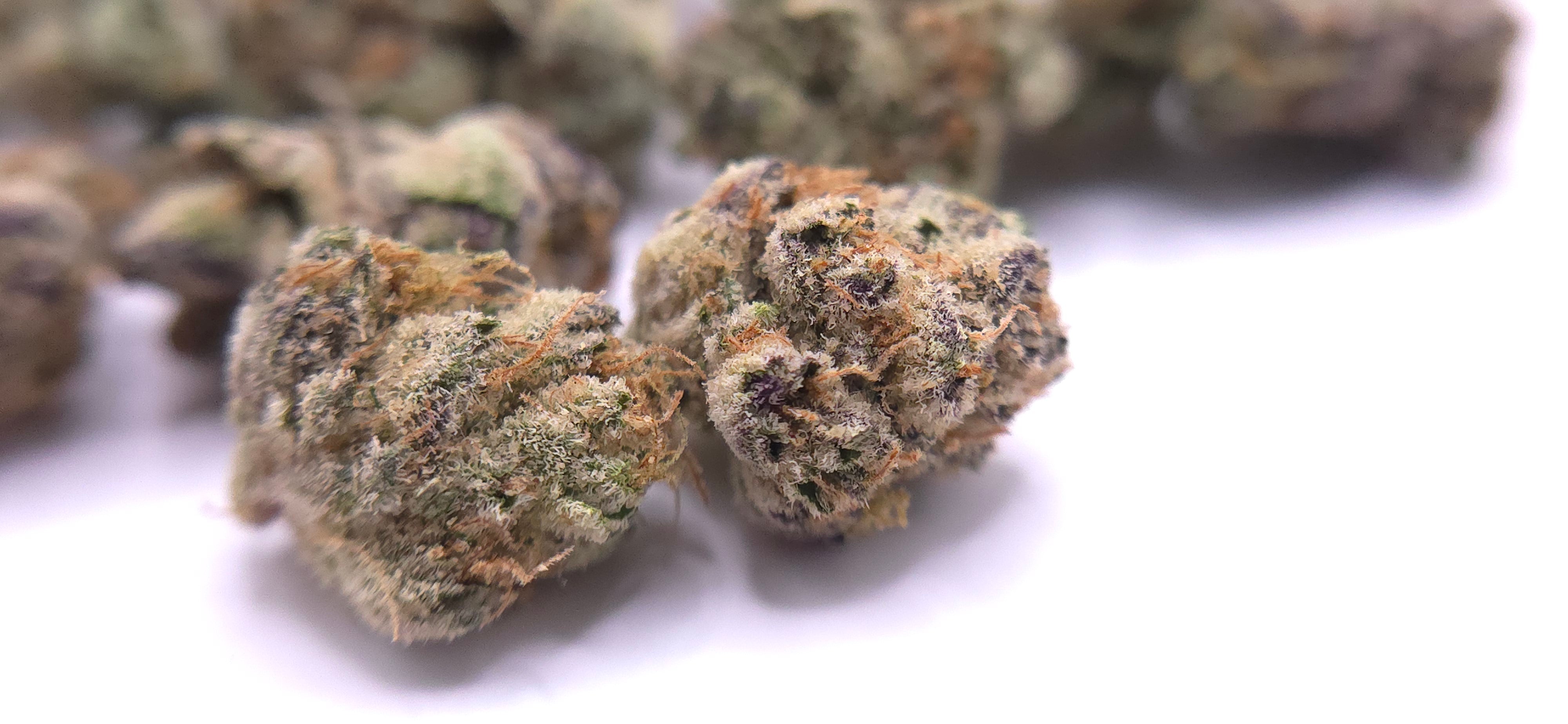 Garlic Cookies MICRO / SMALLS