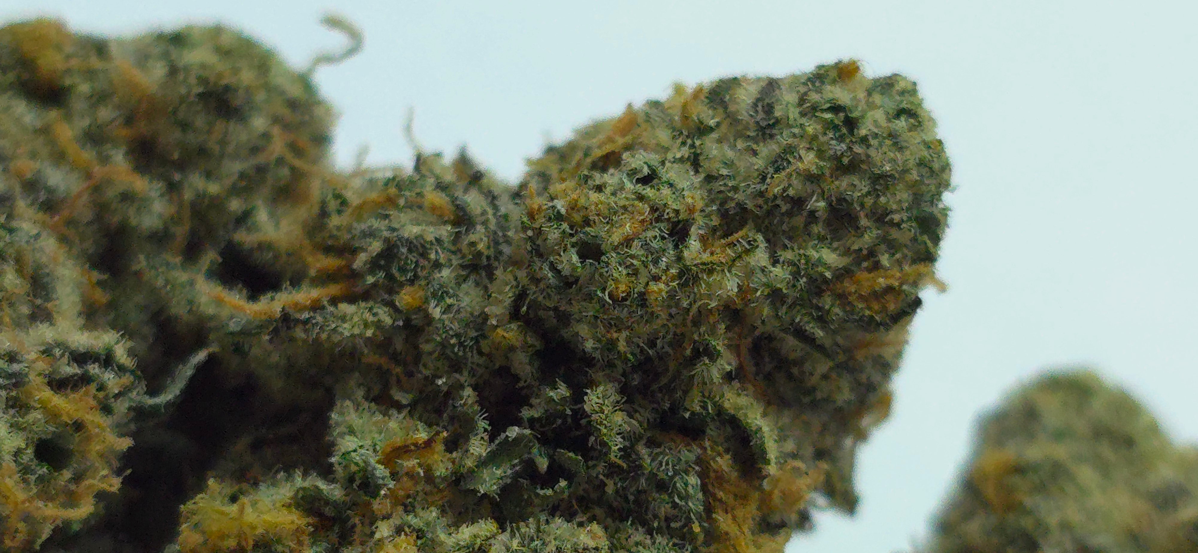London Pound Cake